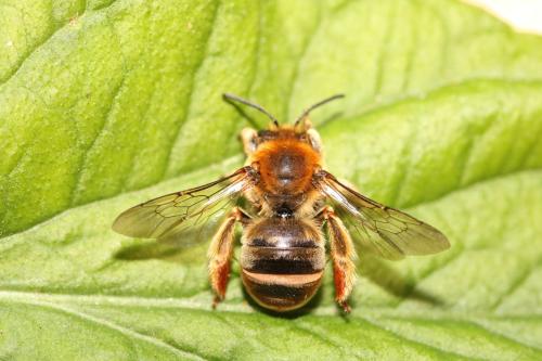 Eucera longicornis
